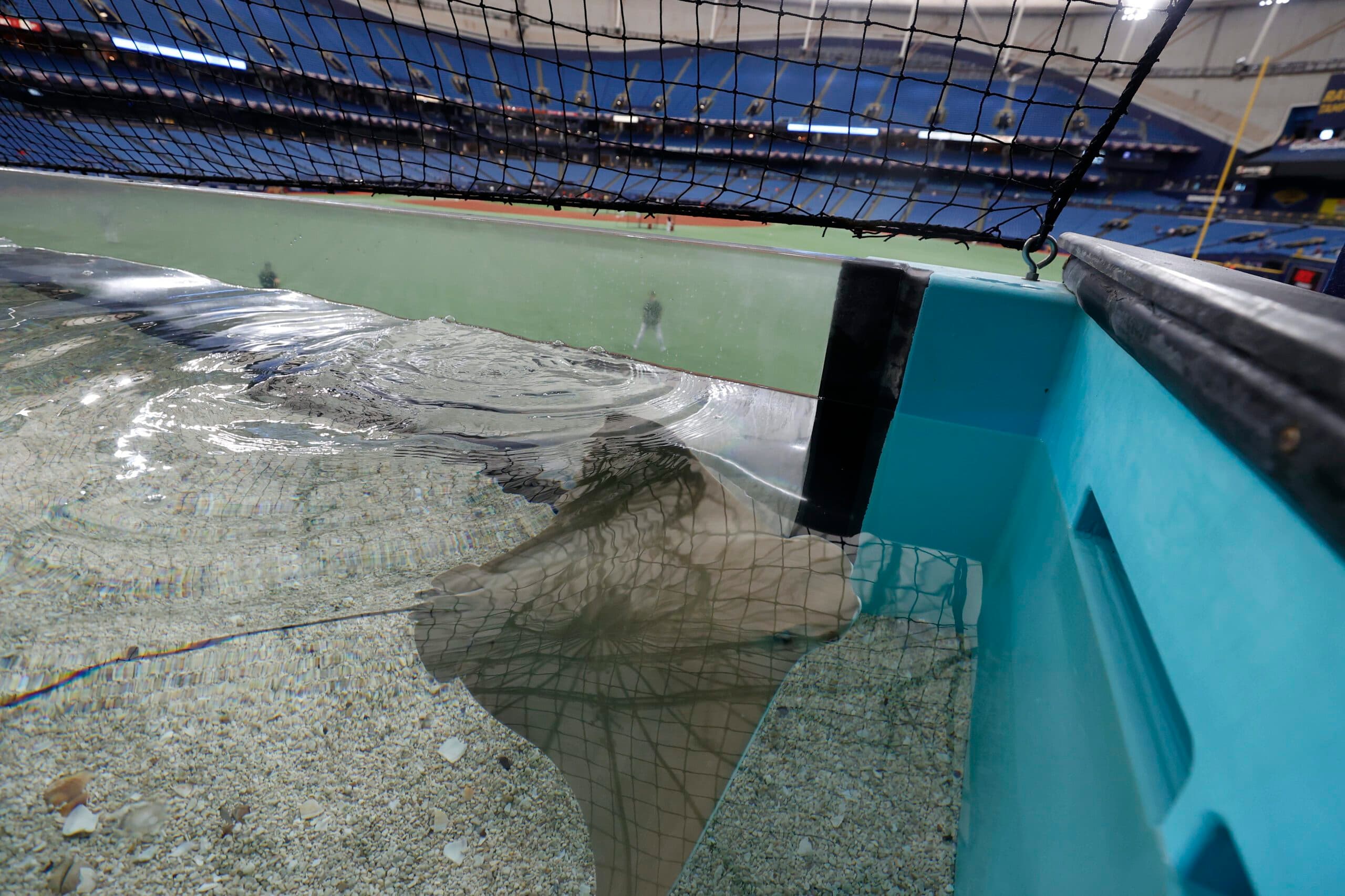Grady Emerson Signs Record-Breaking Deal with the Tampa Bay Rays