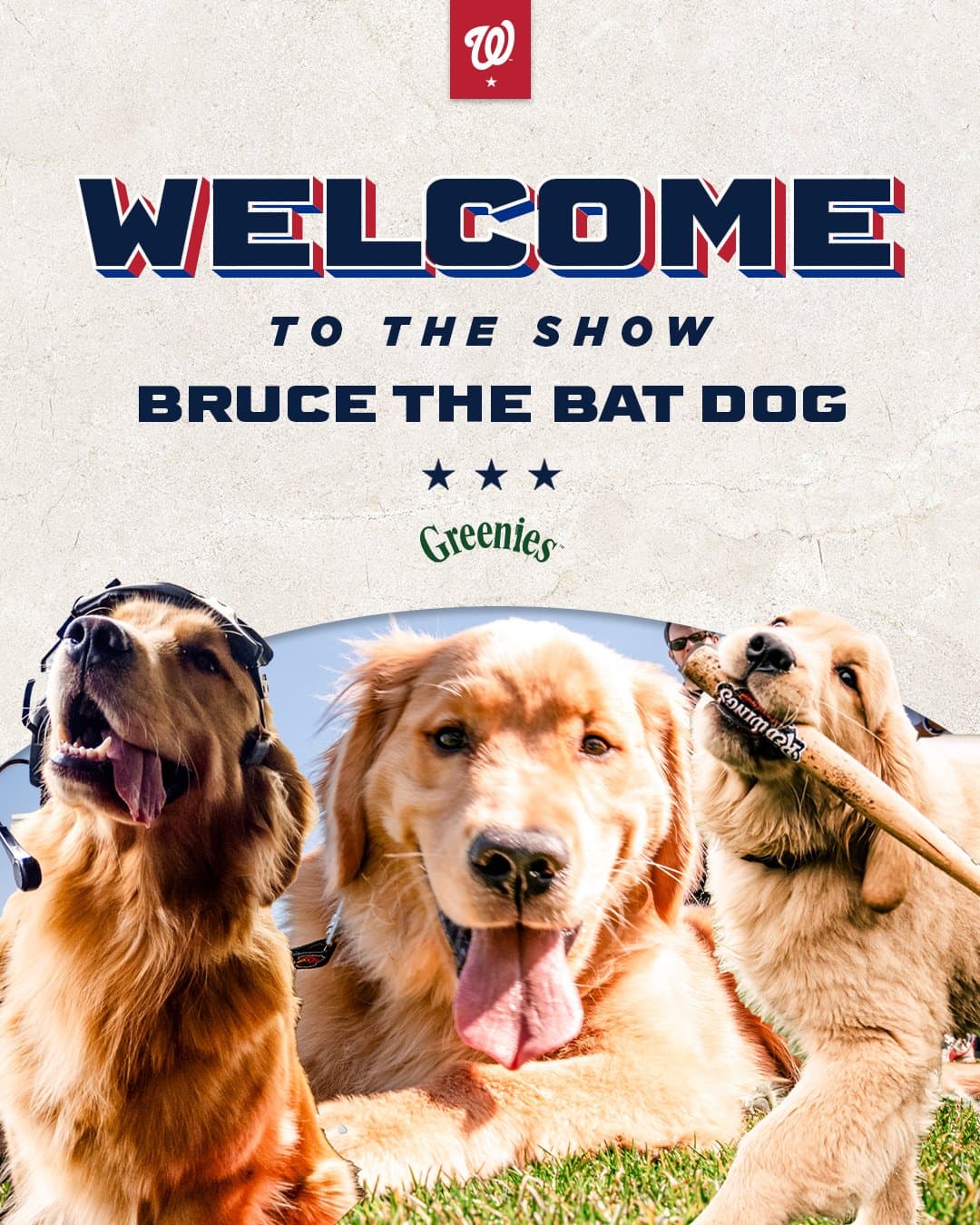 Bruce the Bat Dog to Make Washington Nationals Debut June 14